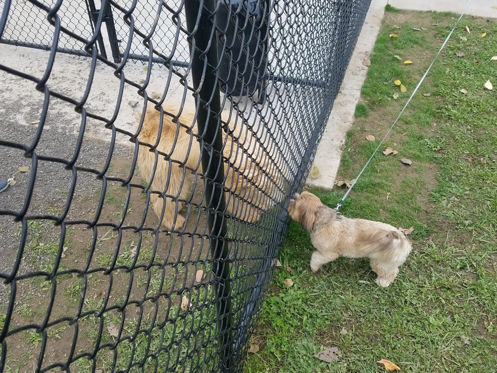 Pittsford Dog Park, photo 3