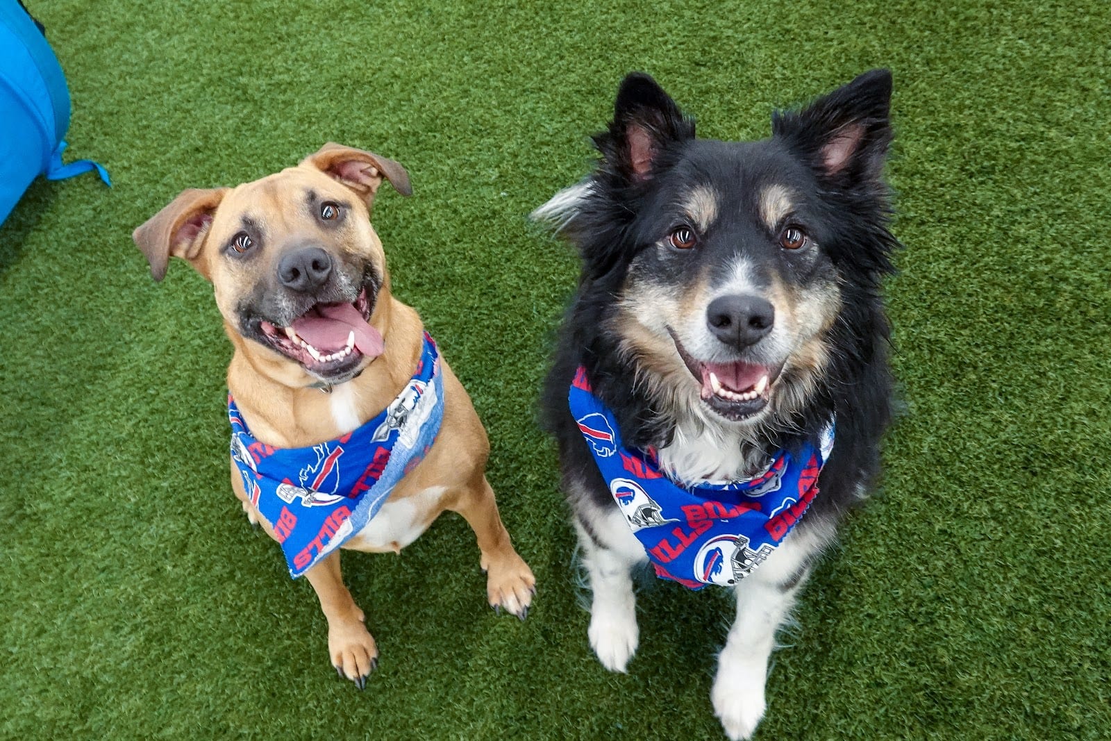 Woofs Canine Club & Indoor Dog Park