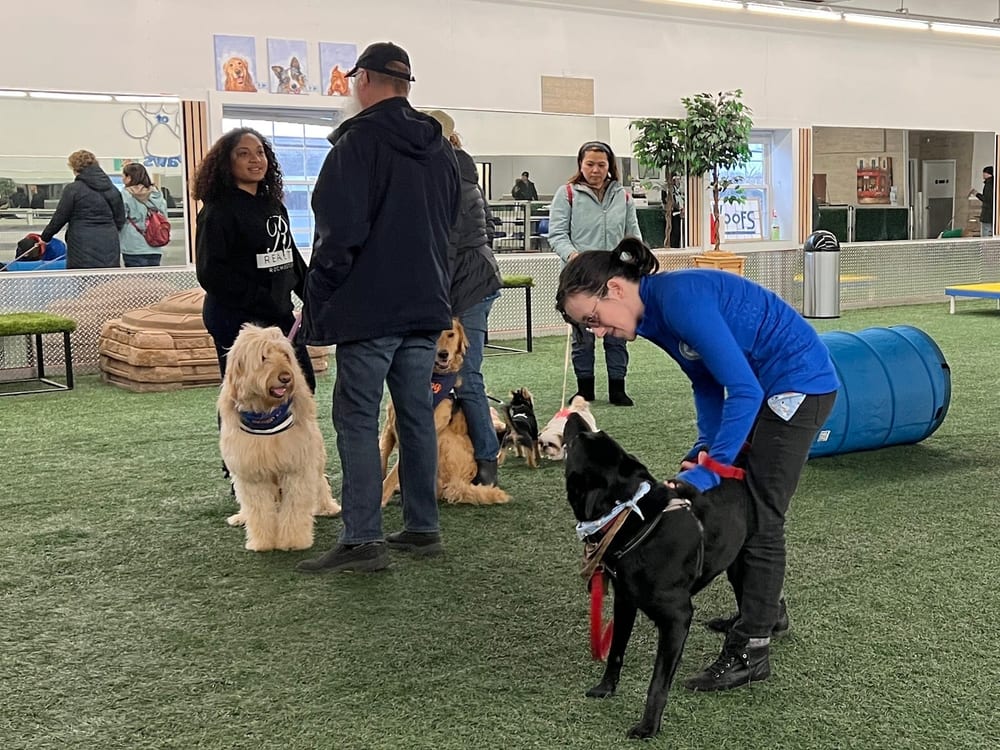 Woofs Canine Club & Indoor Dog Park, photo 2