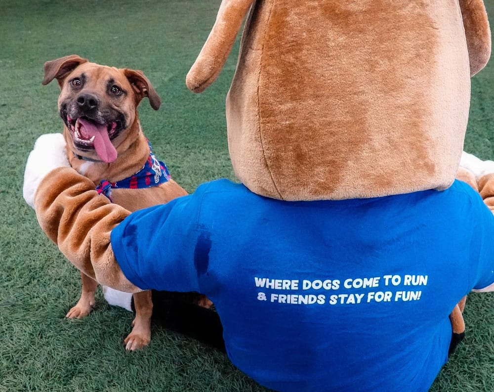 Woofs Canine Club & Indoor Dog Park, photo 3