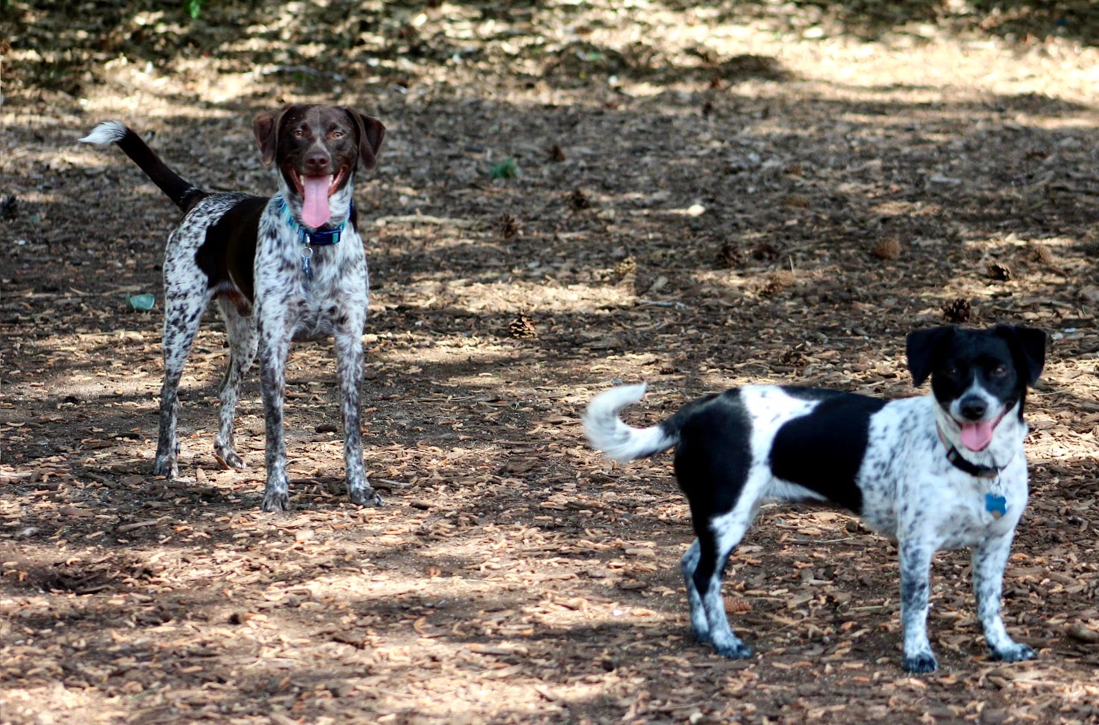 Brickyard Bark Park