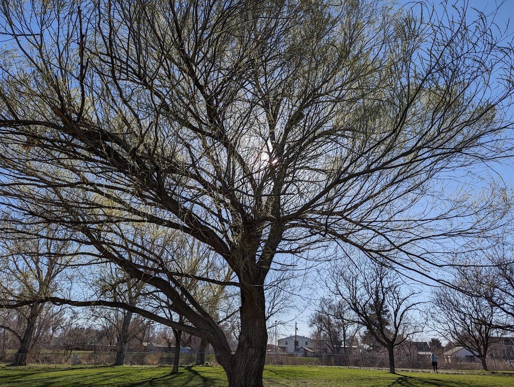 Cottonwood Dog Park, photo 2