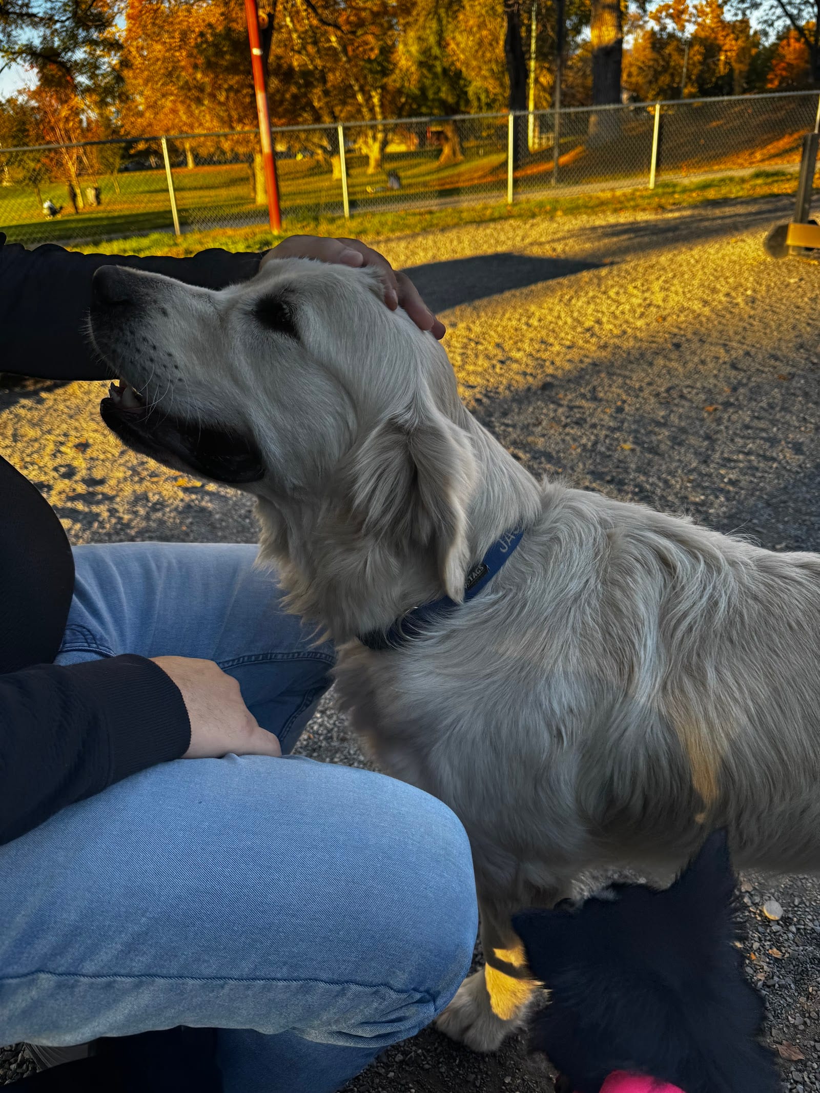 Fairmont Dog Park