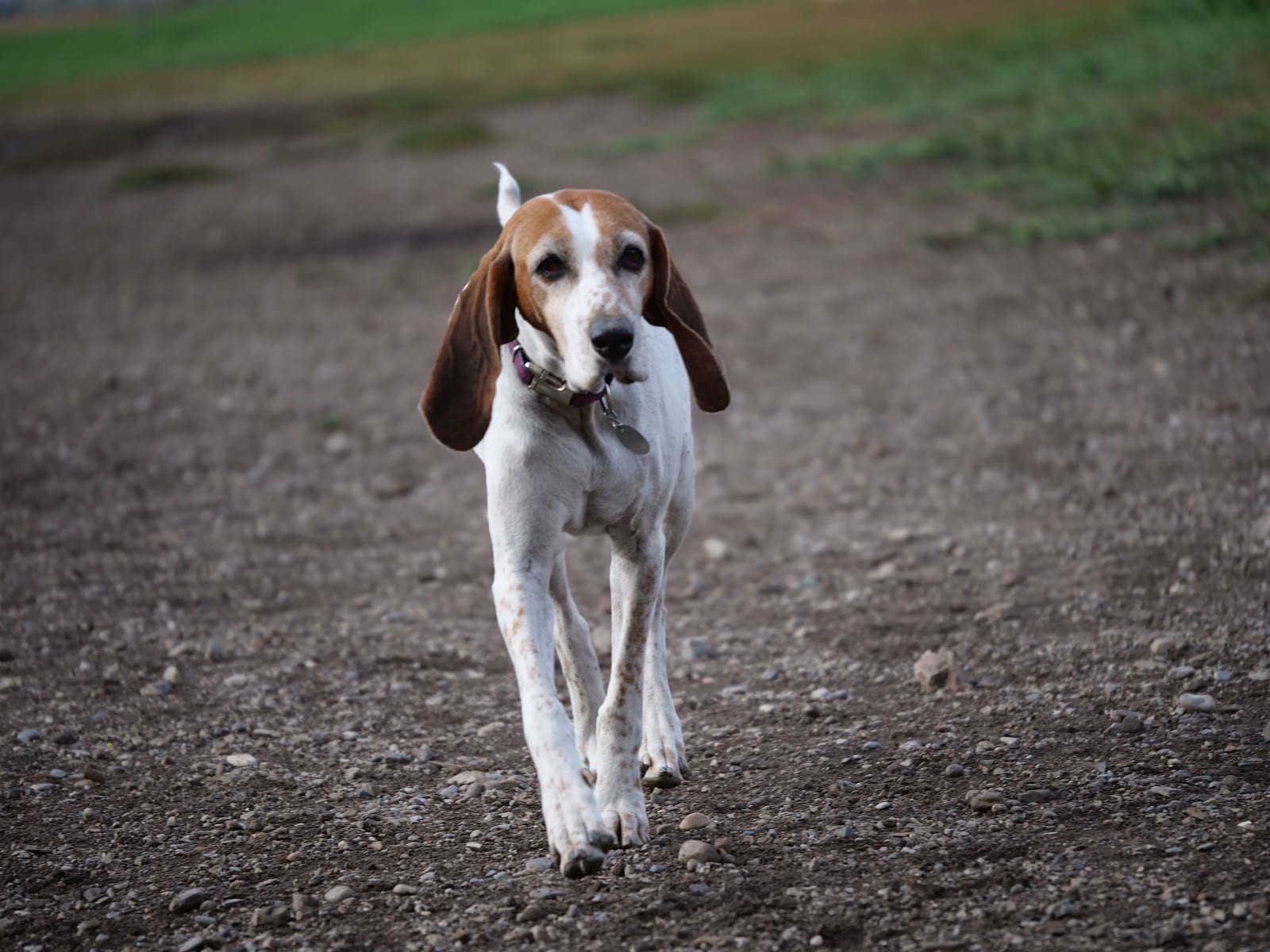 Herman Franks Dog Park