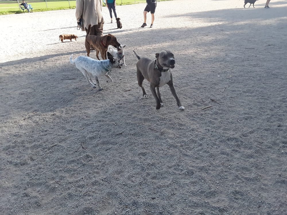 Herman Franks Dog Park, photo 3