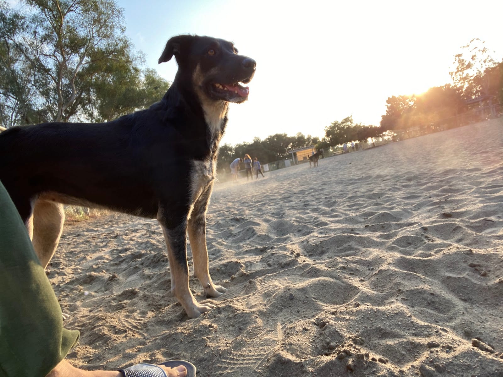 Canine Corners Dog Park