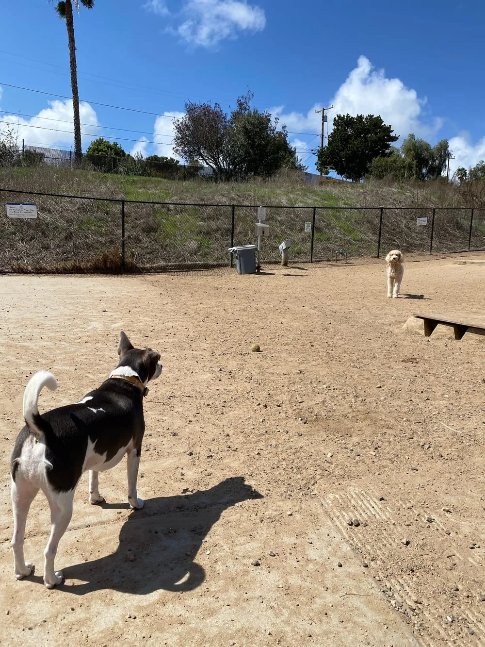 Capehart Soledad Dog Park, photo 3