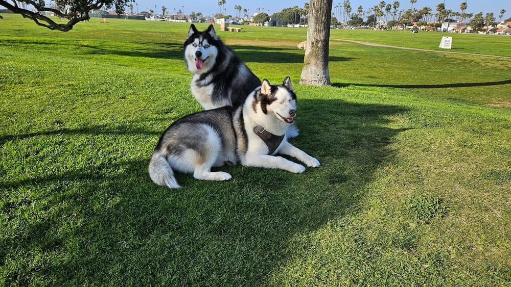 Coronado Cays Dog Park, photo 2