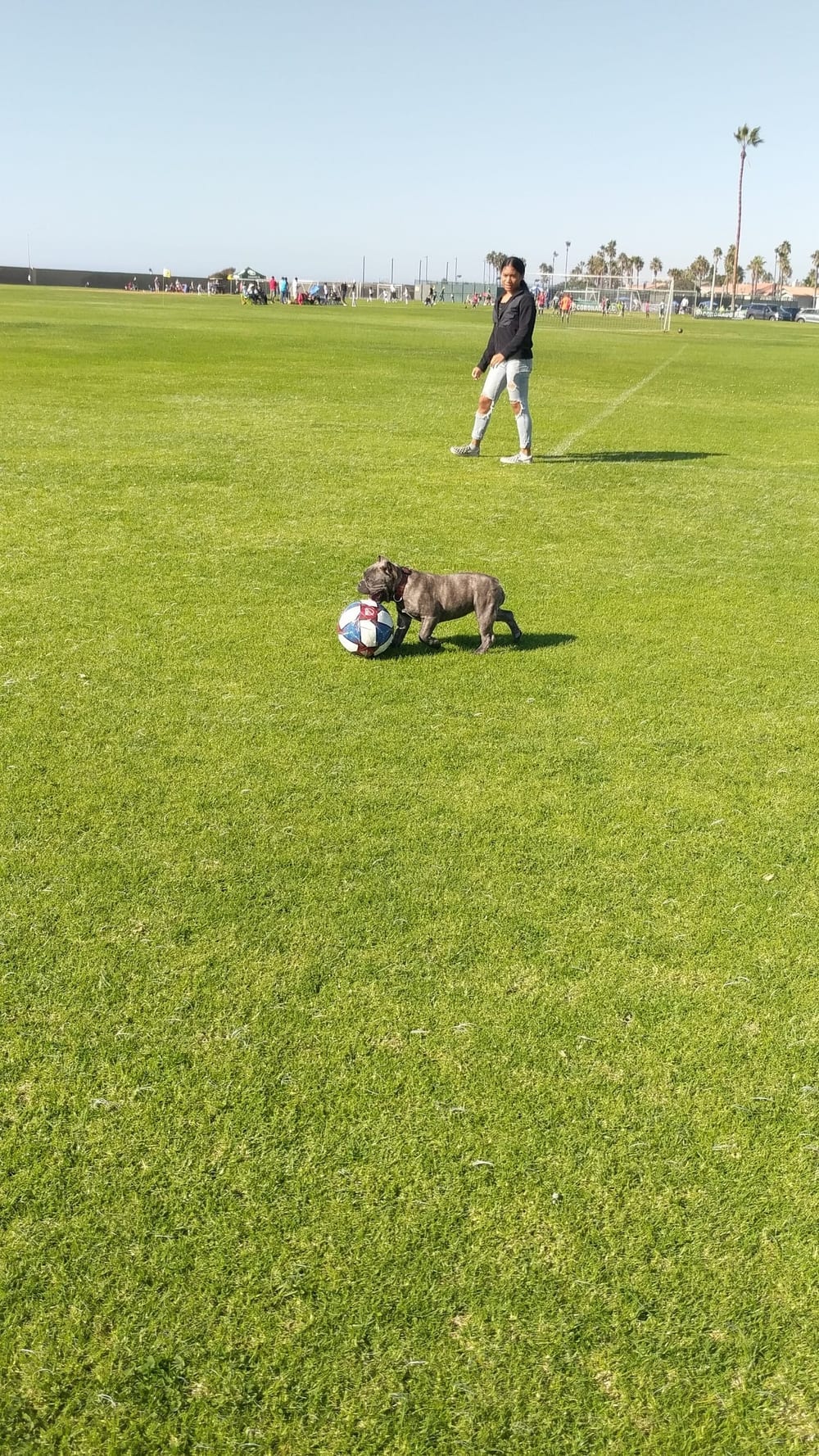 Coronado Cays Dog Park, photo 3