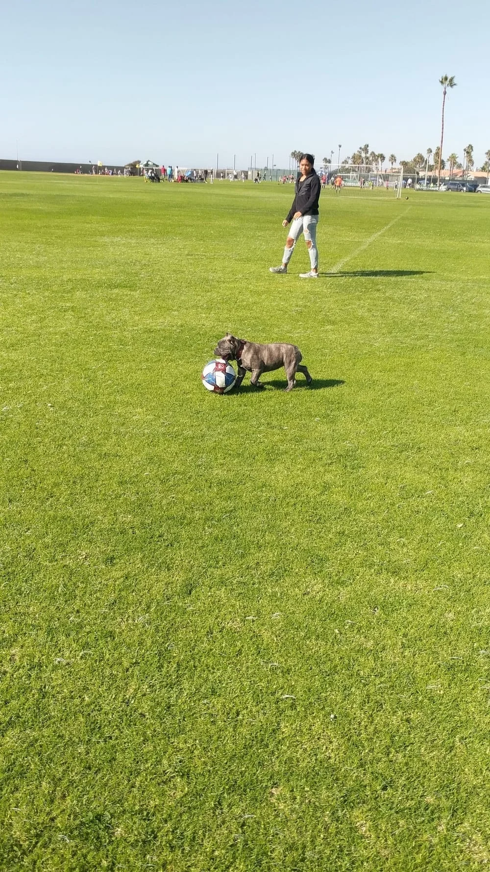 Coronado Cays Dog Park, photo 3