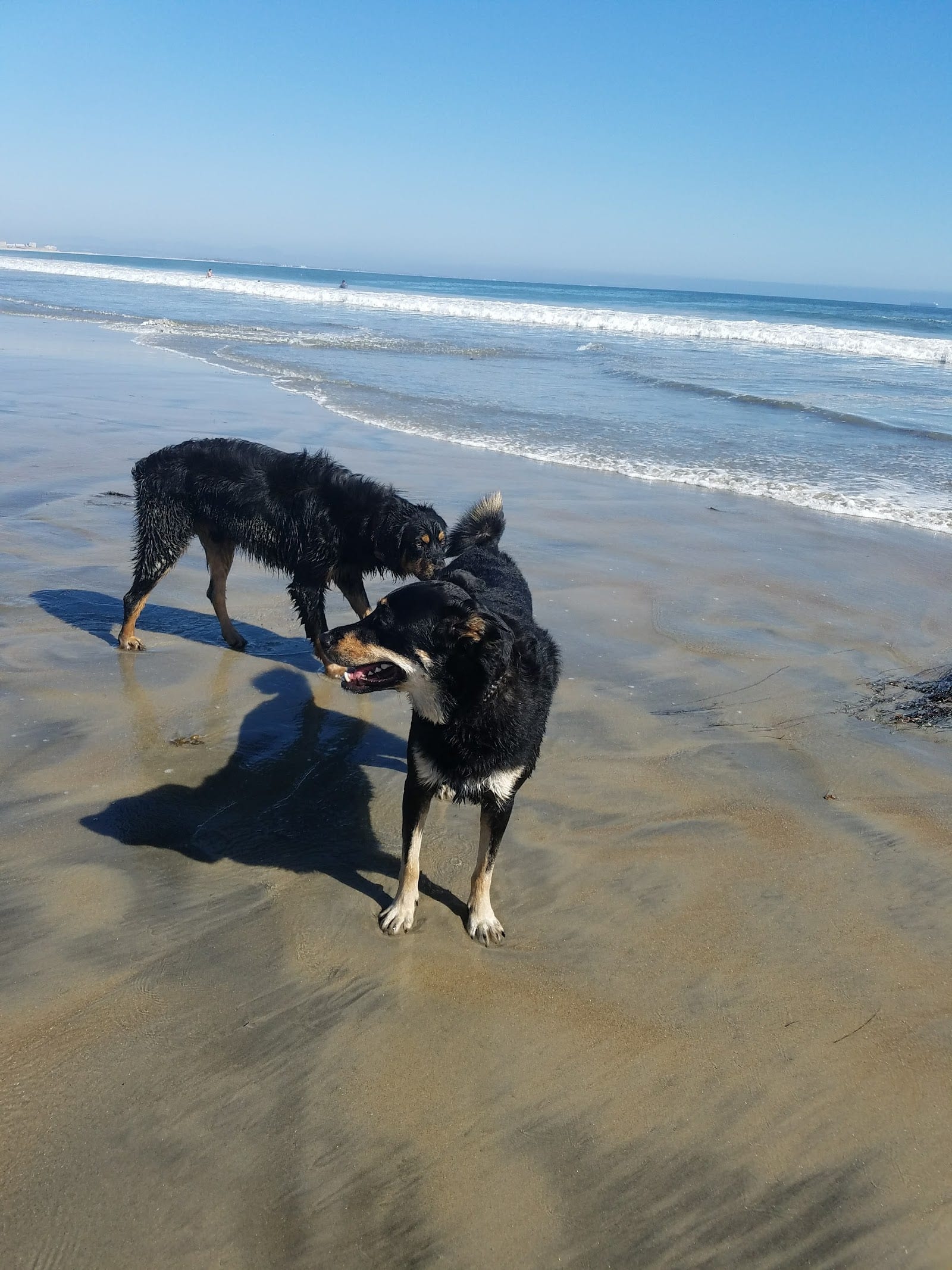 Coronado Dog Beach