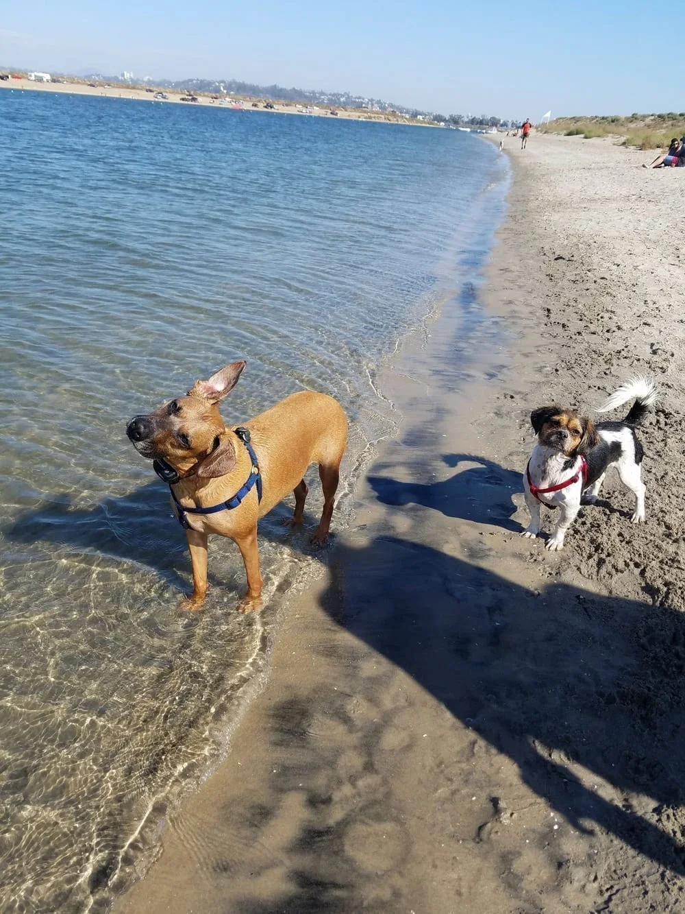 Fiesta Island Dog Park, photo 3
