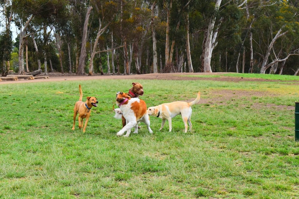 Grape Street Dog Park, photo 2