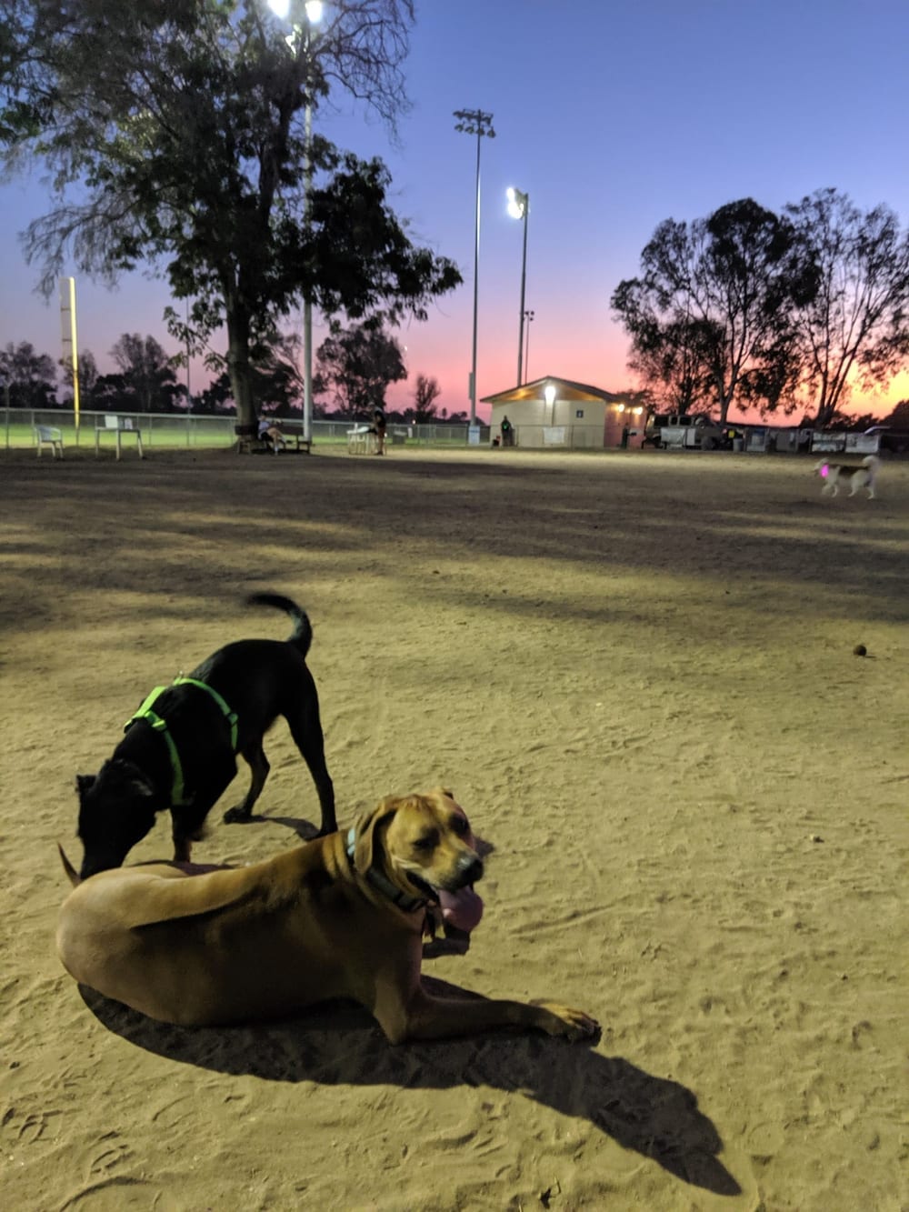 Kearny Mesa Dog Park, photo 2