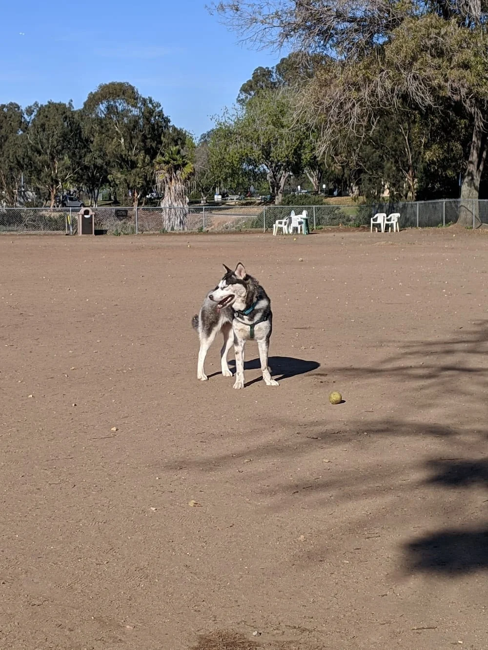 Kearny Mesa Dog Park, photo 3