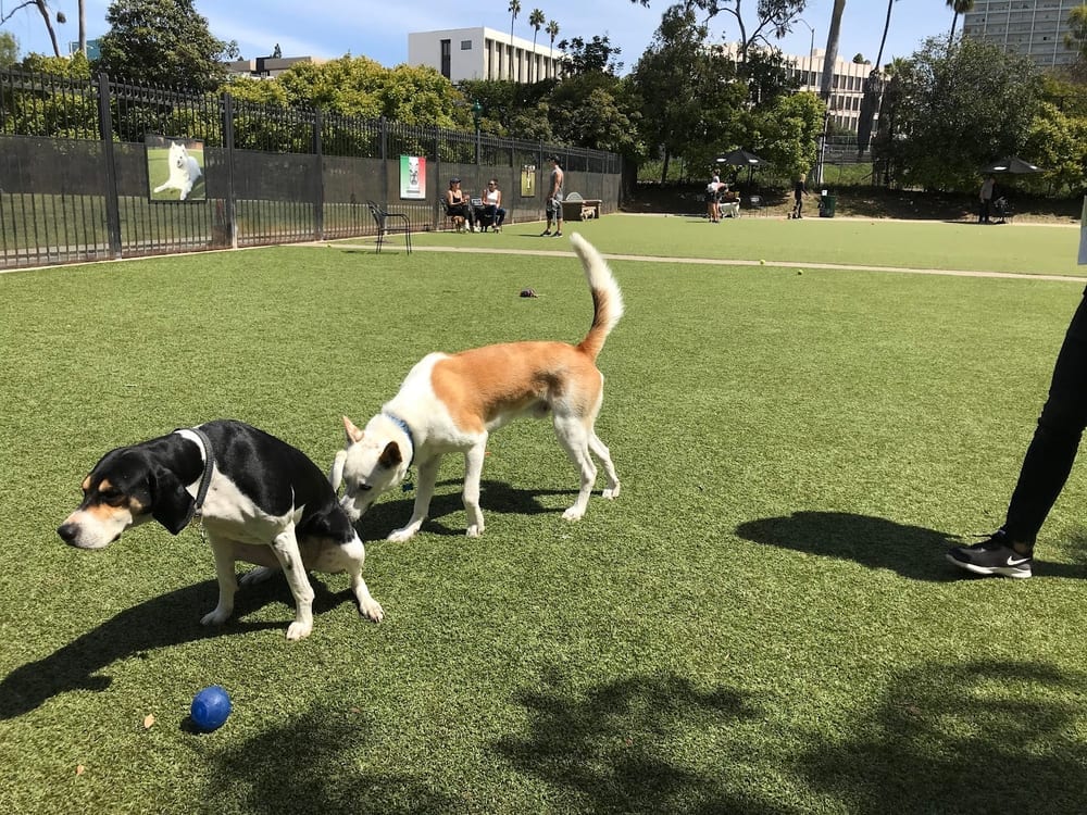 Little Italy Dog Park, photo 2