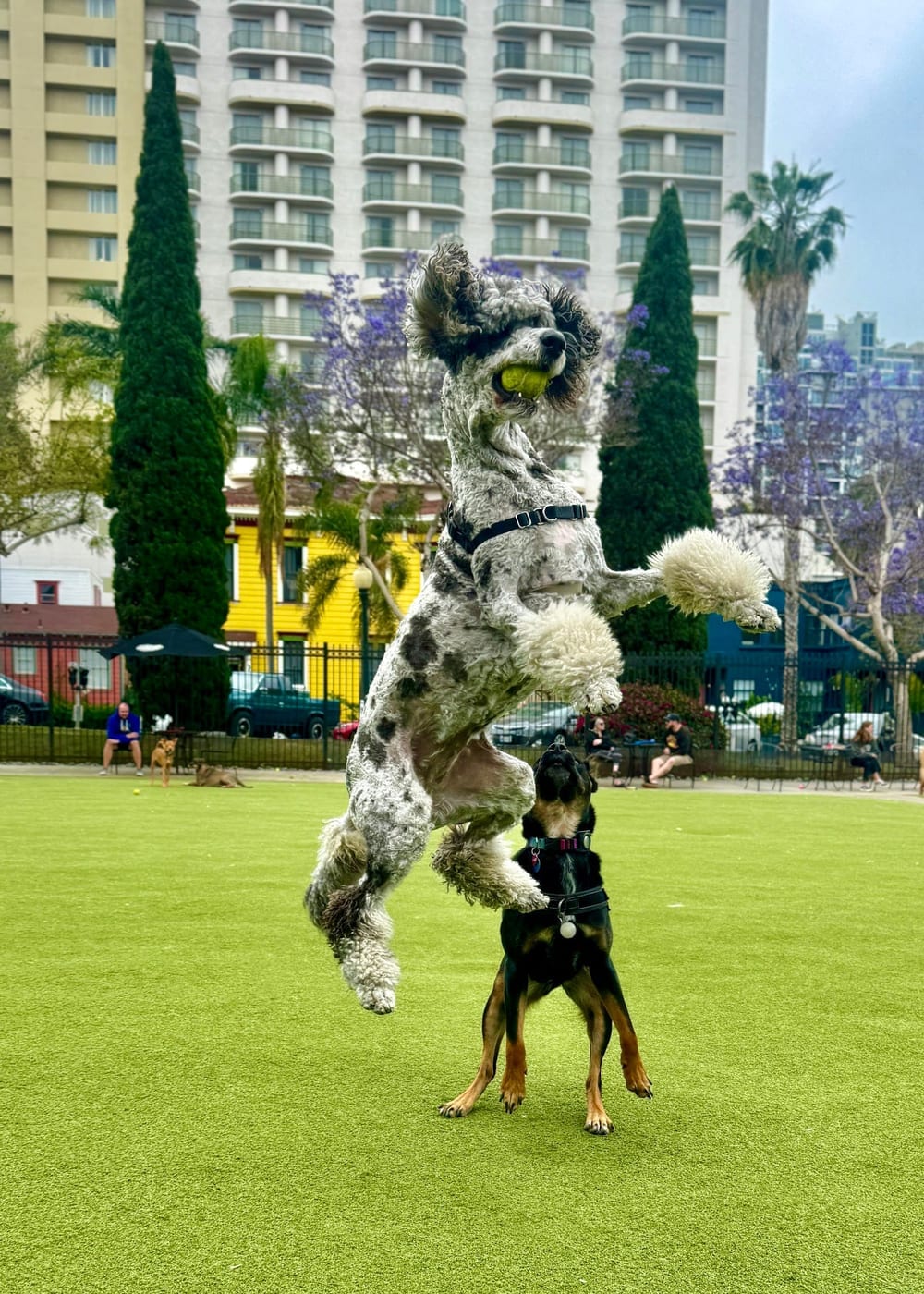 Little Italy Dog Park, photo 3