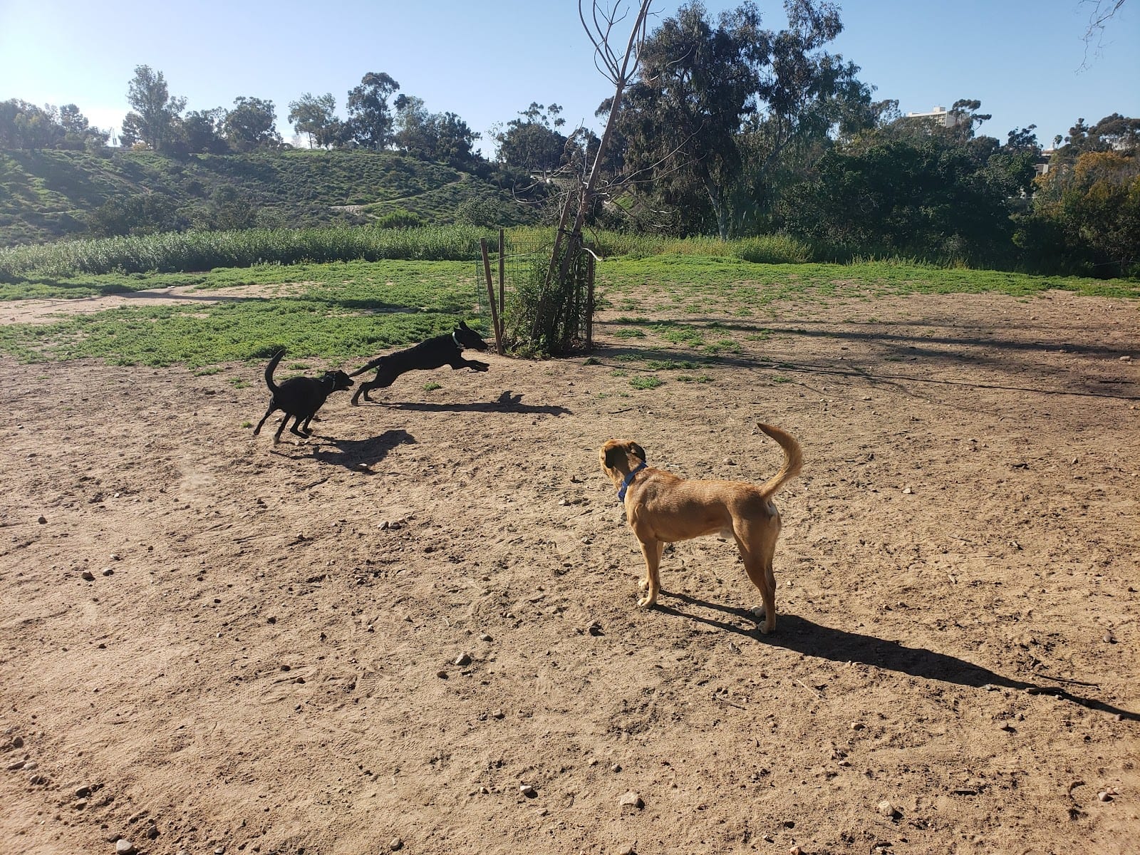 Morley Field Dog Park