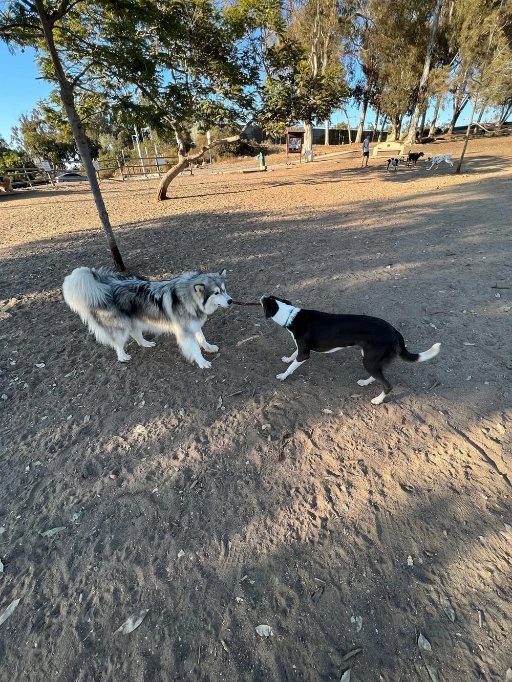 Morley Field Dog Park, photo 3