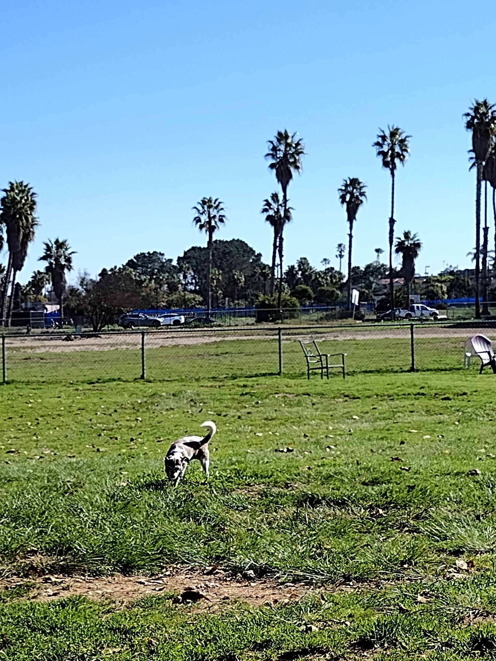 My Dog Park