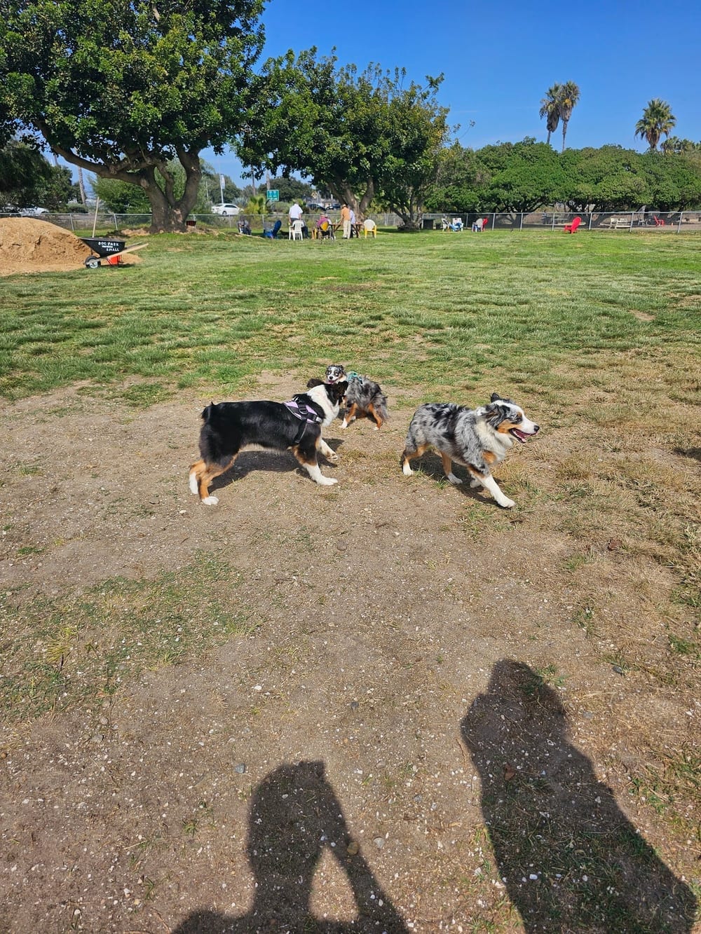 My Dog Park, photo 2