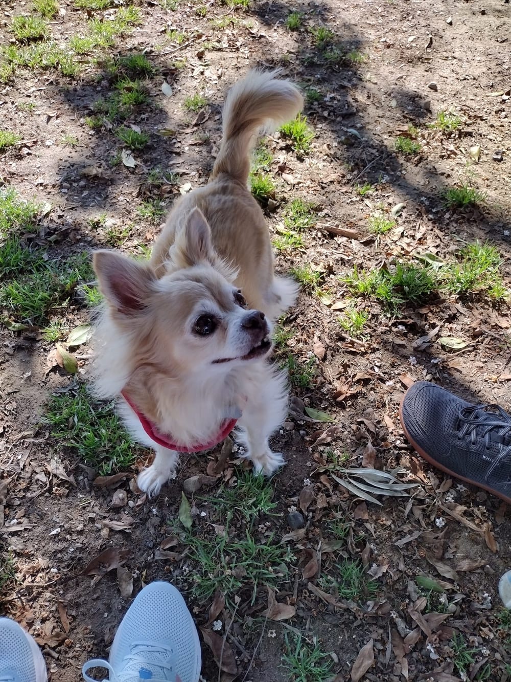 My Dog Park, photo 3