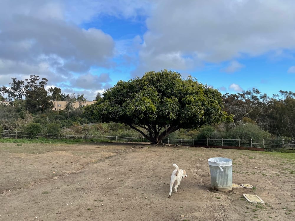 Nate's Point Dog Park, photo 3