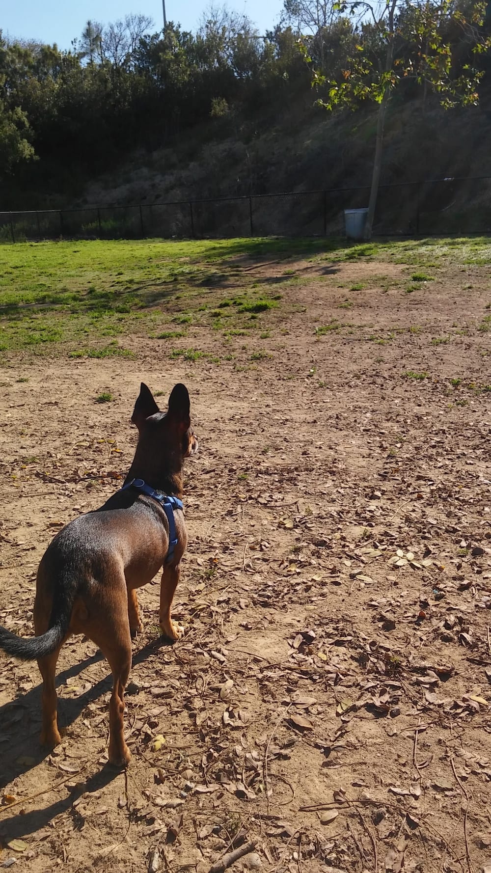 Nobel Leash-Free Park, photo 3