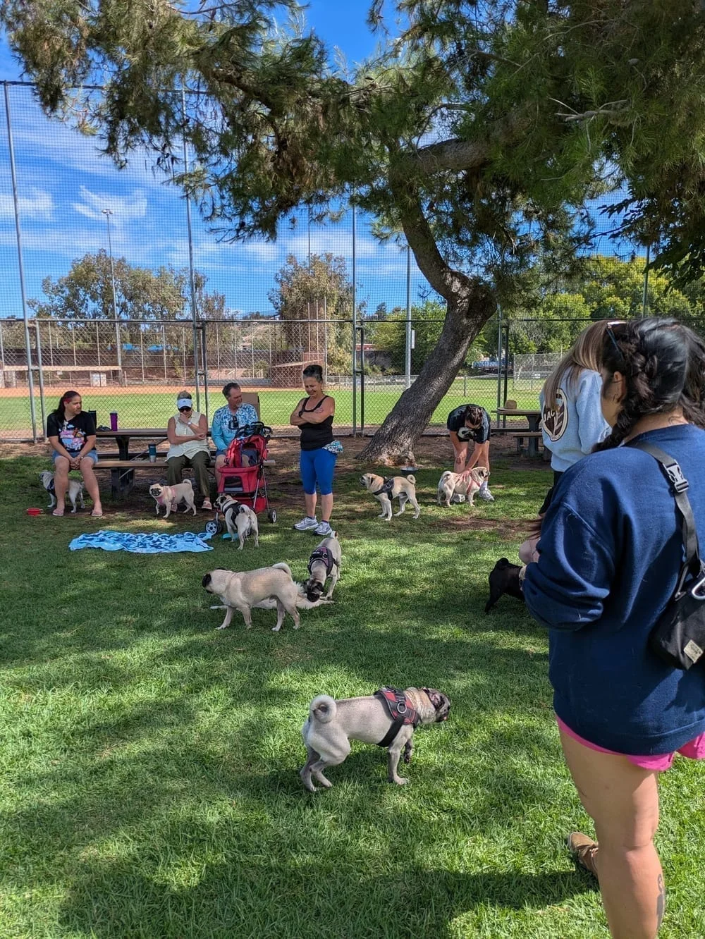 Poway Dog Park, photo 2