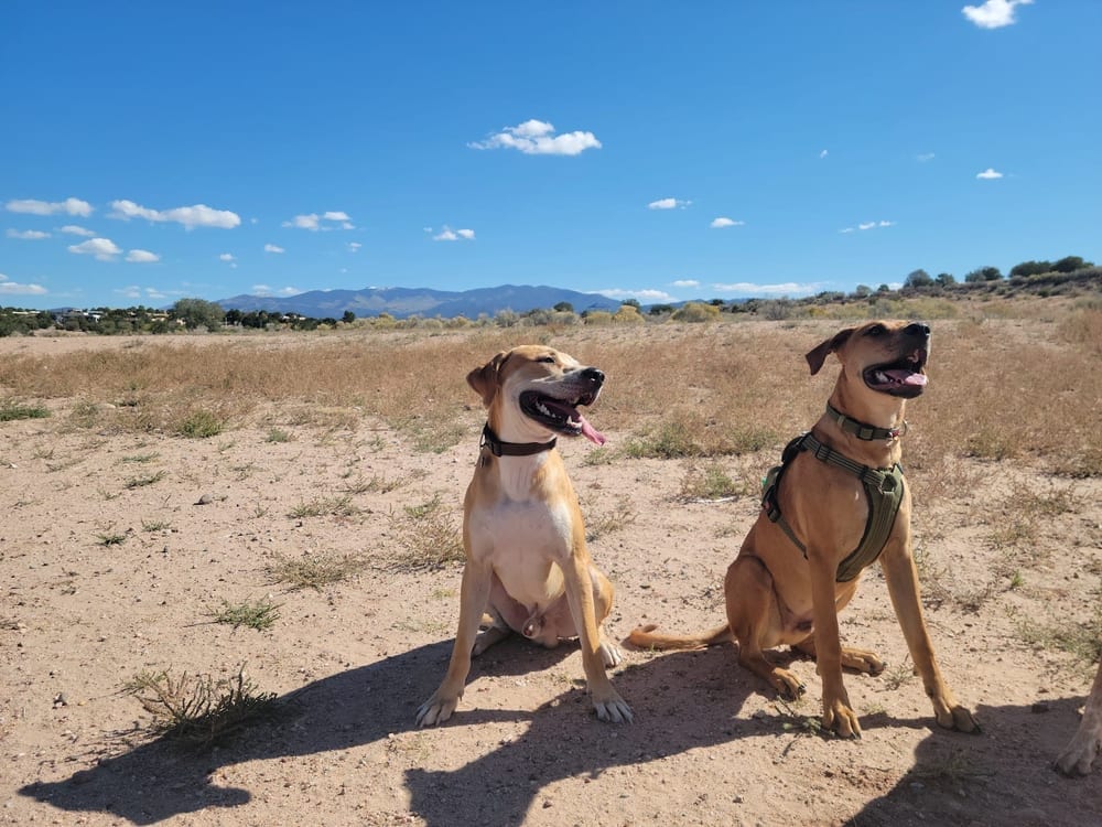 Frank S Ortiz Dog Park, photo 2