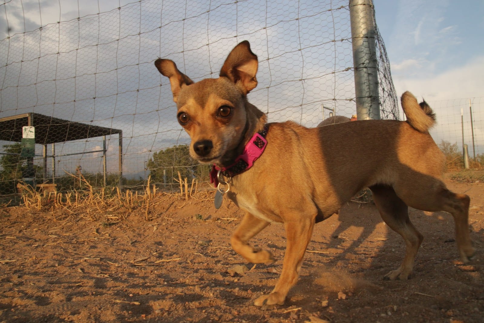 Santa Fe Animal Shelter Dog Park