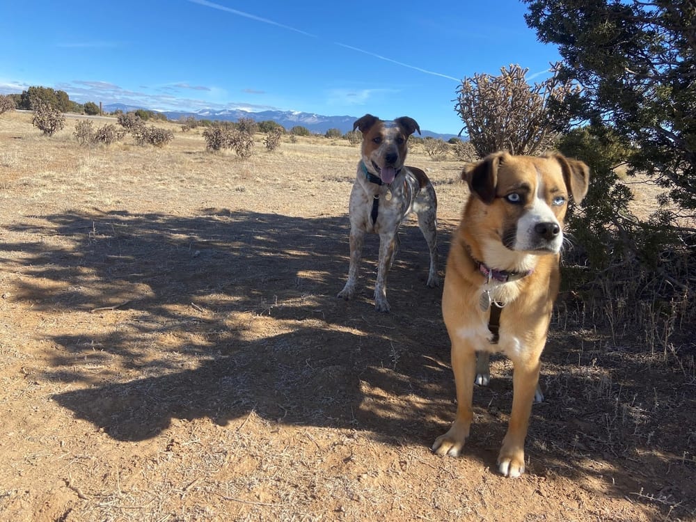 Santa Fe Animal Shelter Dog Park, photo 2
