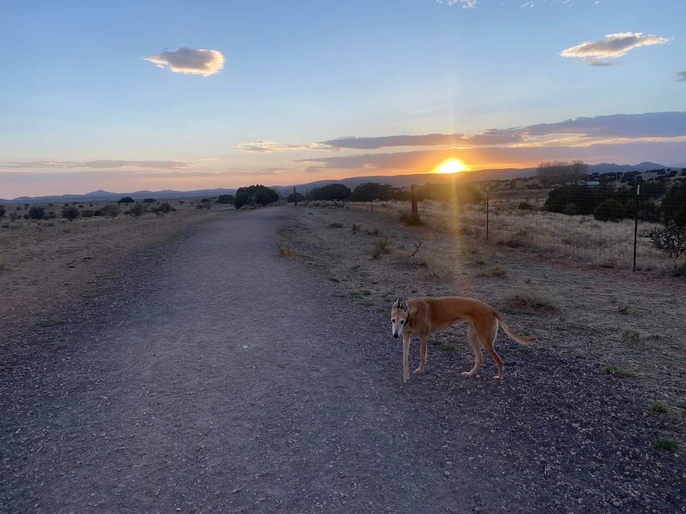 Santa Fe Animal Shelter Dog Park, photo 3