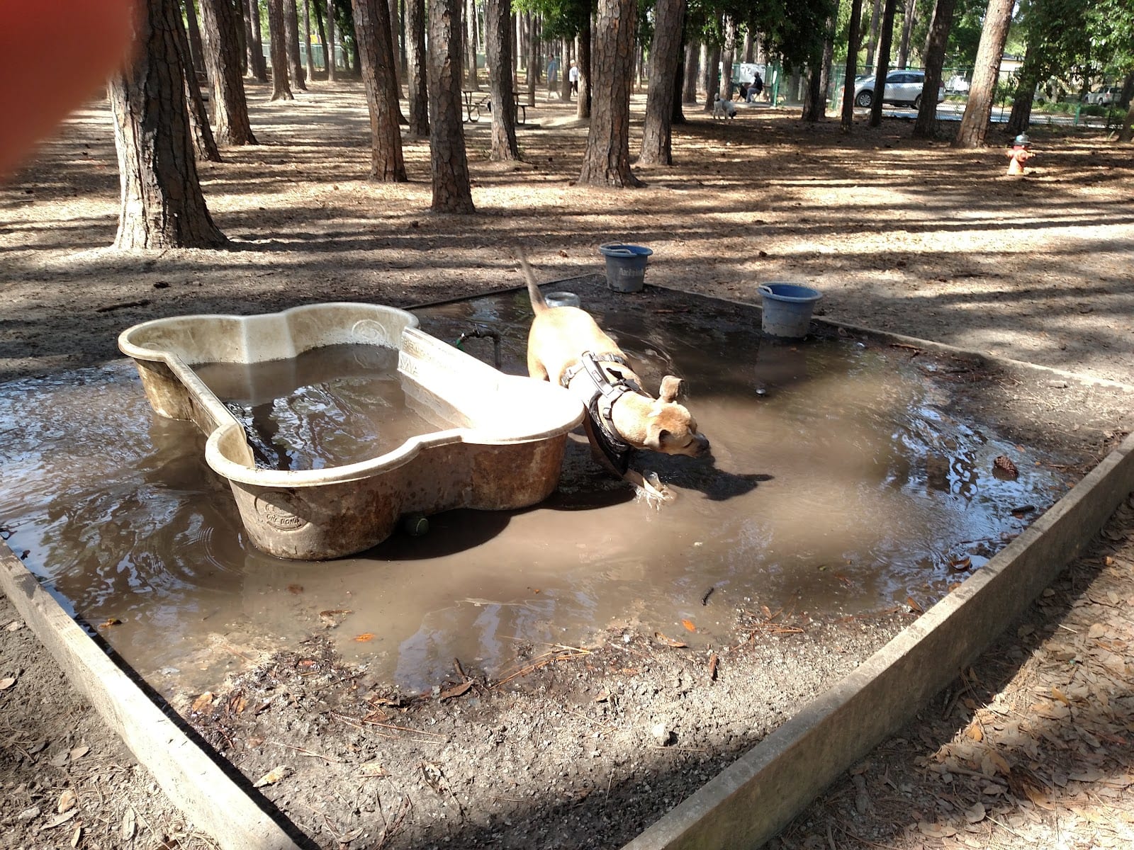 Herty Pines Dog Park