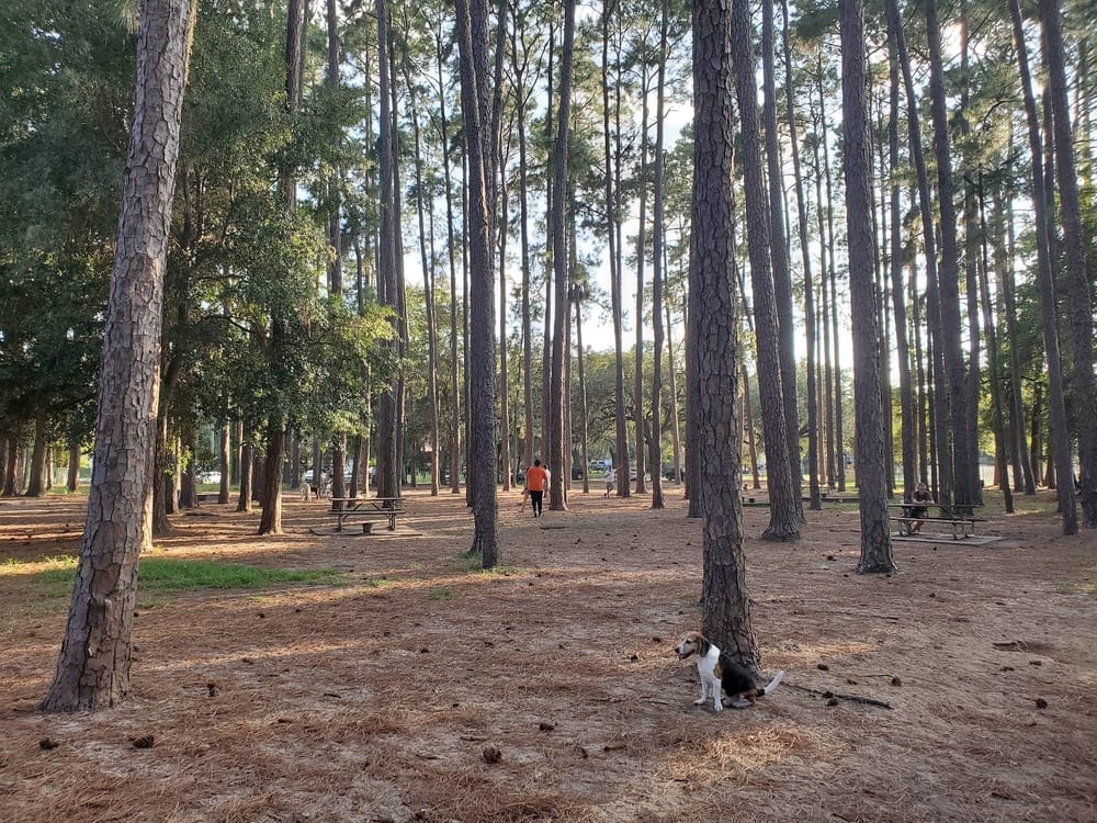 Herty Pines Dog Park, photo 2
