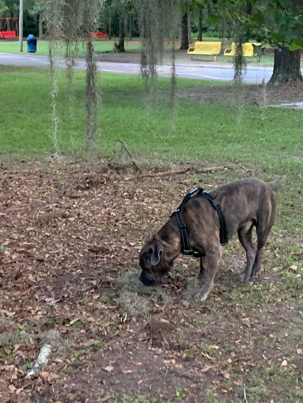Windsor Forest Dog Park, photo 2