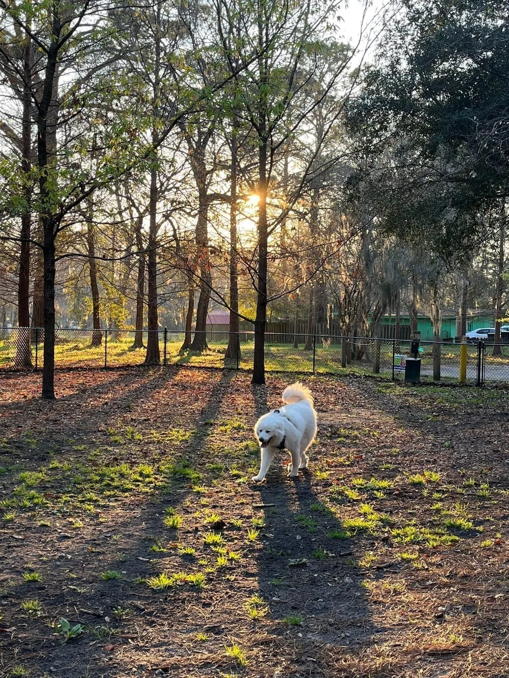 Windsor Forest Dog Park, photo 3