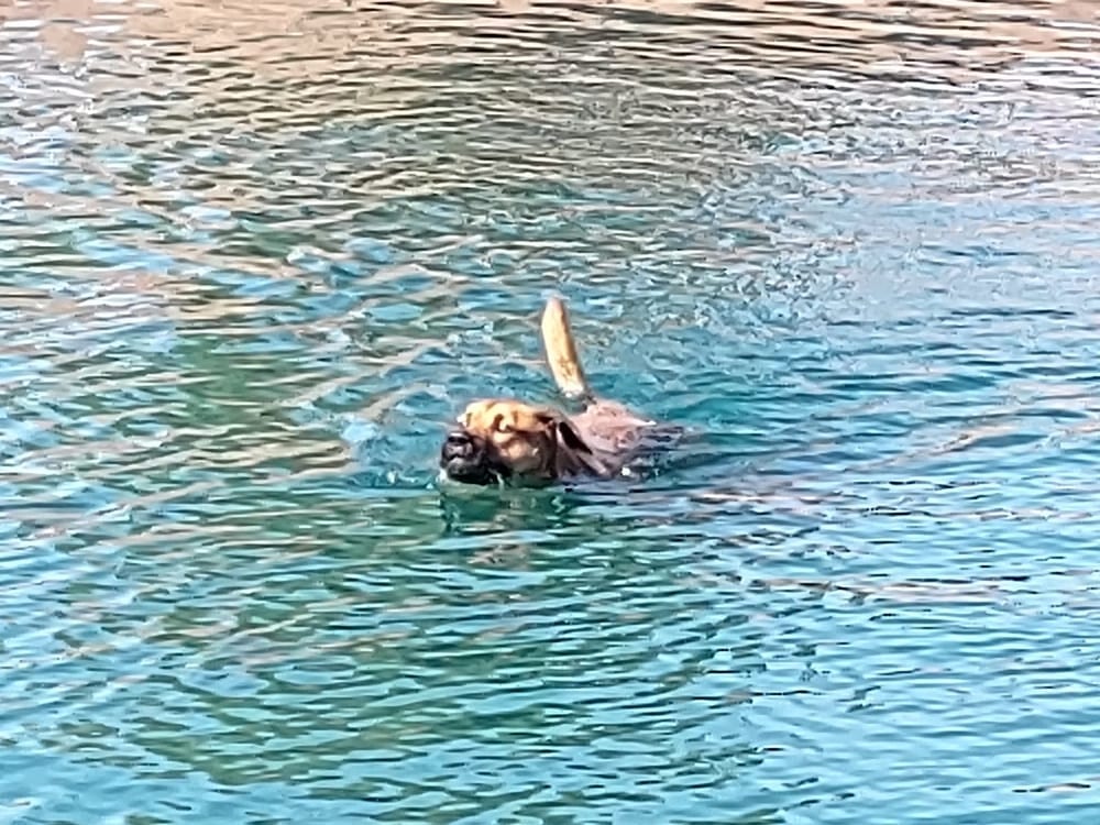 Cosmo Dog Park, photo 2