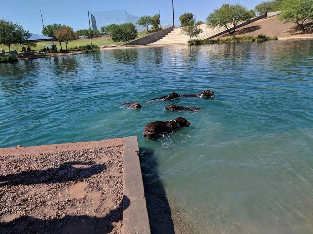 Cosmo Dog Park, photo 3