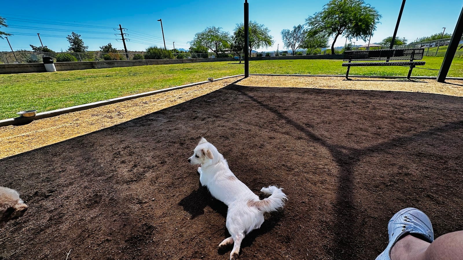 Desert Vista Dog Park