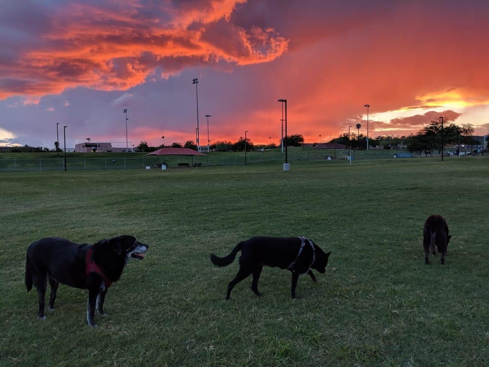 Desert Vista Dog Park, photo 3