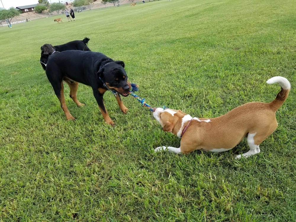 Grover Basin Dog Park, photo 3