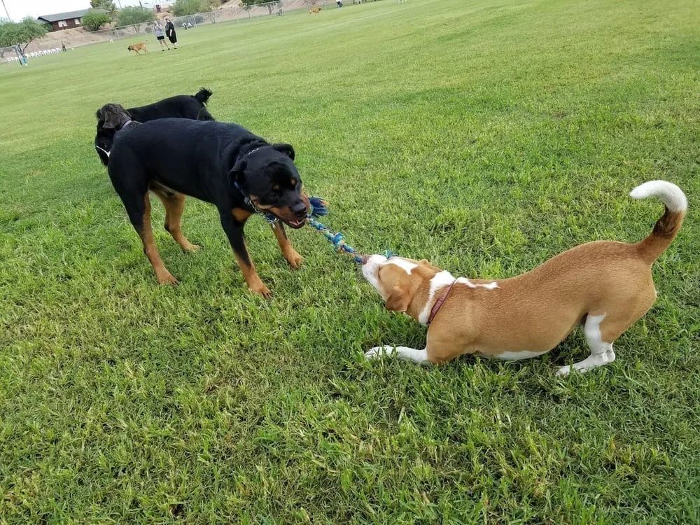 Grover Basin Dog Park, photo 3
