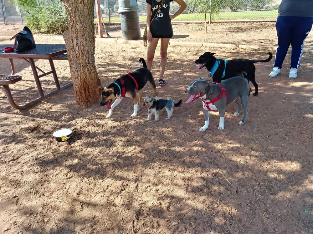 Horizon Dog Park, photo 2