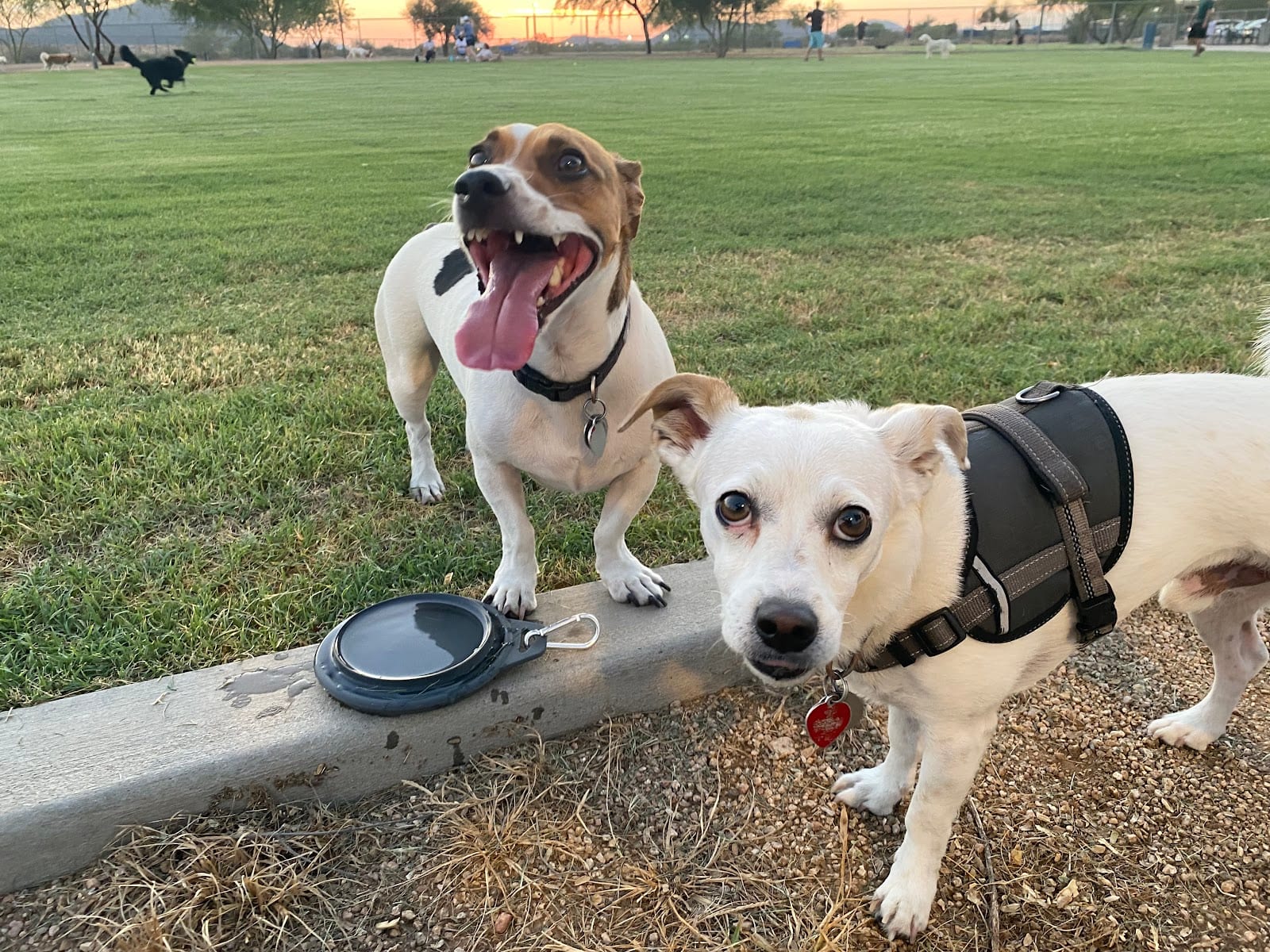 Pinnacle Dog Park