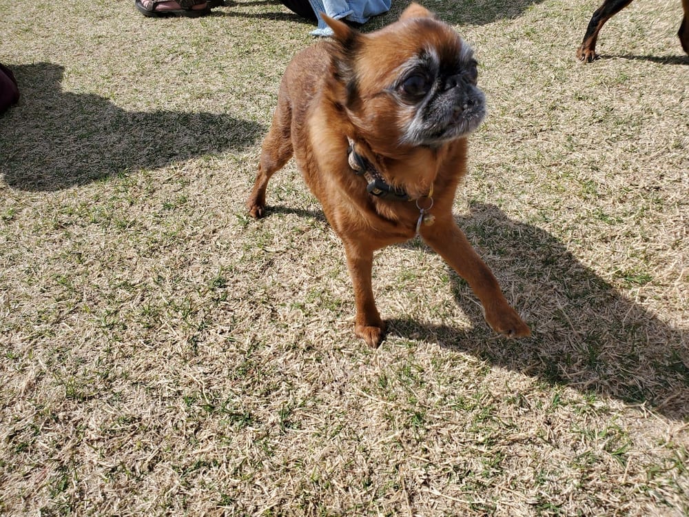 Pinnacle Dog Park, photo 2