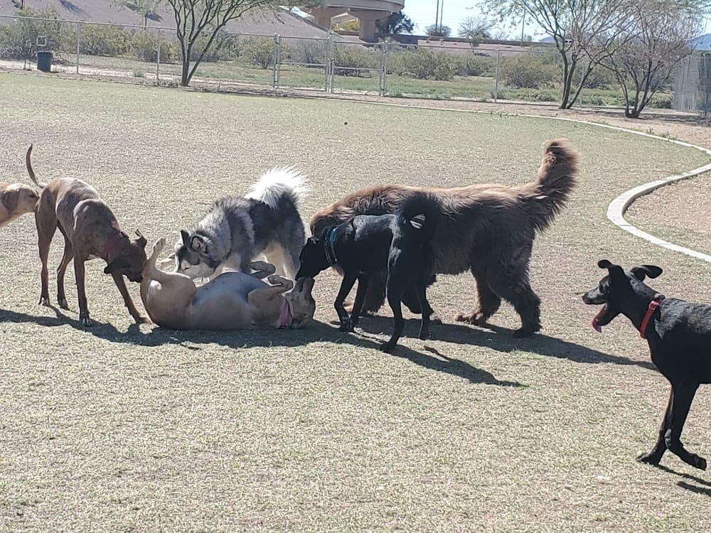 Pinnacle Dog Park, photo 3