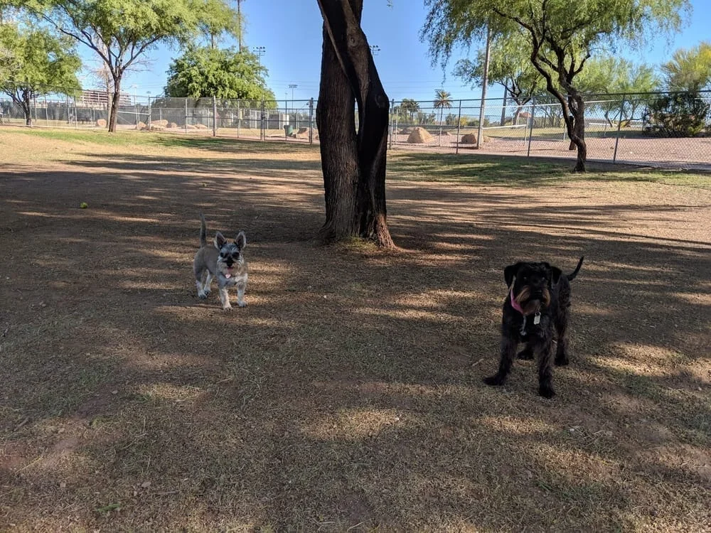 Steele Indian School Park Dog Park, photo 2