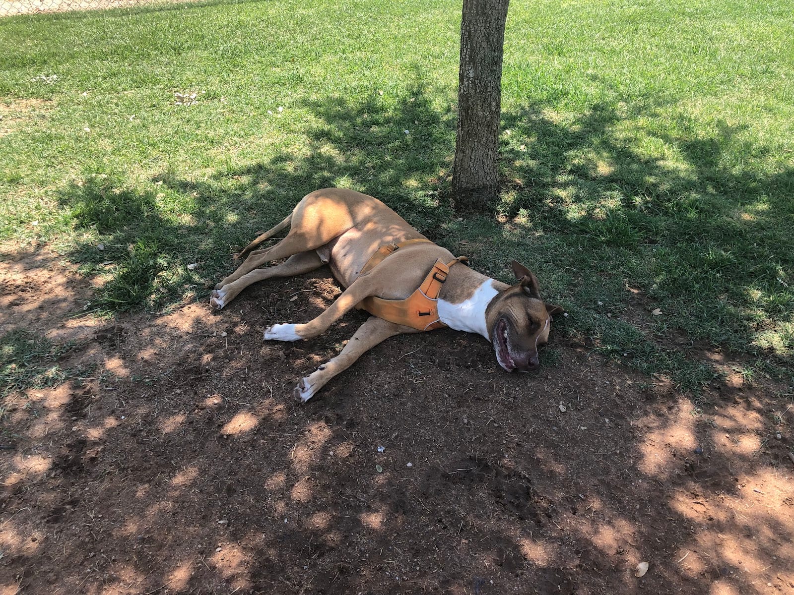 Vista del camino off-leash area
