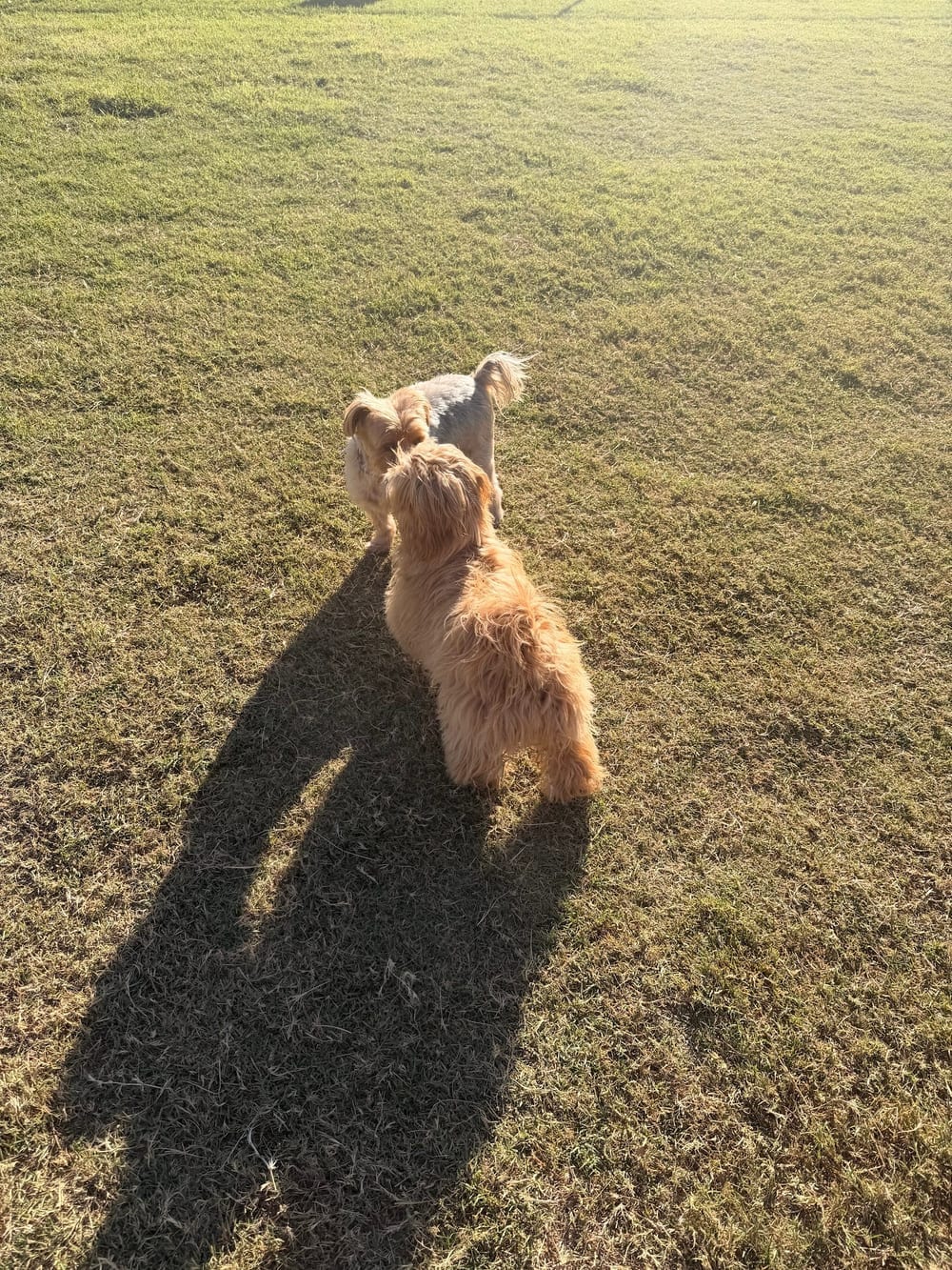 Vista del camino off-leash area, photo 2
